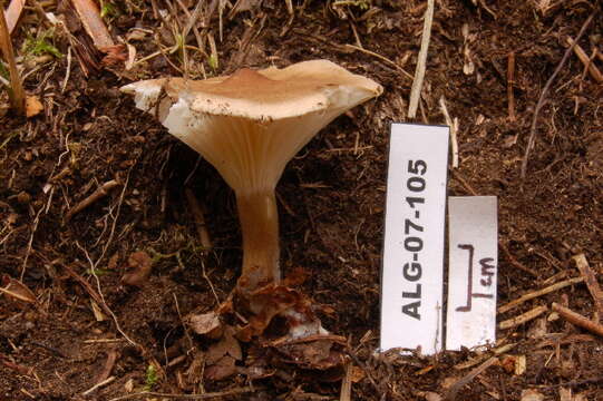 Image de Clitocybe clavipes