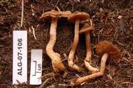 Imagem de Inocybe lacera (Fr.) P. Kumm. 1871