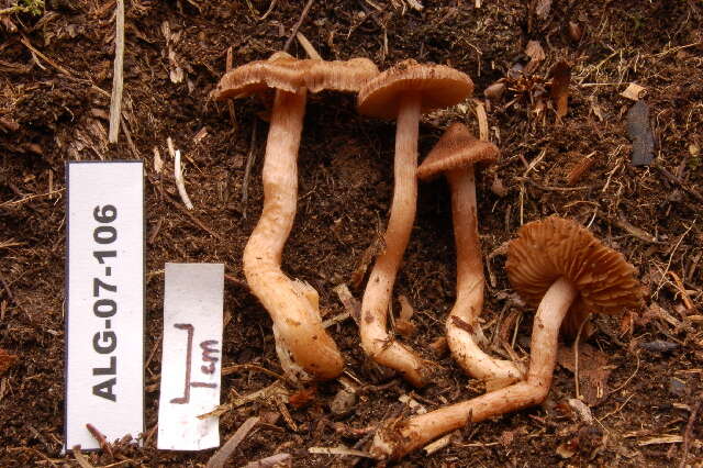 Imagem de Inocybe lacera (Fr.) P. Kumm. 1871