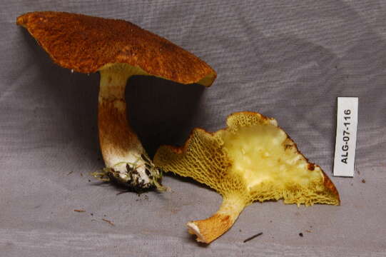 Image of Suillus cavipes