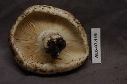 Image of Russula brevipes