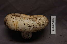 Image of Russula brevipes