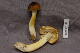 Image of Tricholoma