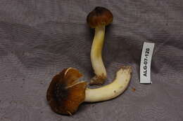 Image of Tricholoma