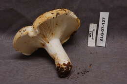 Image of Russula brevipes