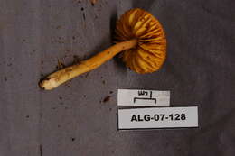 Image of Bonnet Mushroom