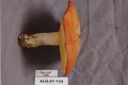 Image of Suillaceae