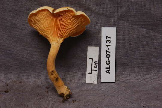 Image of Hygrophoropsis aurantiaca (Wulfen) Maire 1921