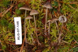 Image of Bonnet Mushroom