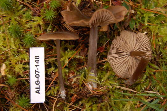 Image of Entoloma