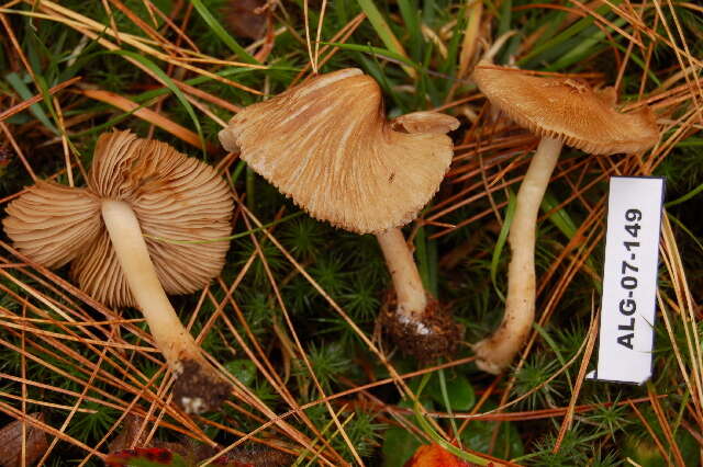 Imagem de Inocybe rimosa (Bull.) P. Kumm. 1871