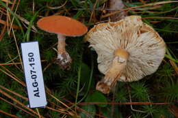 Image of Cystodermella granulosa (Batsch) Harmaja 2002