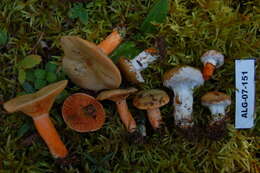 Image of Lactarius deliciosus