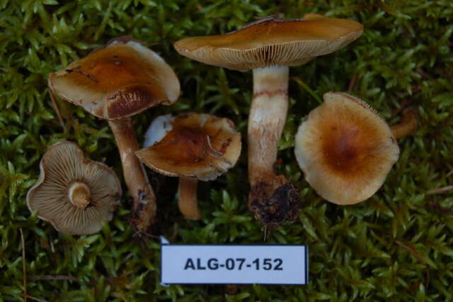 Image of Hypholoma