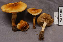 Image of Hypholoma