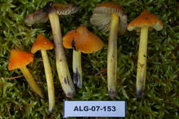 Image of Hygrocybe conica (Schaeff.) P. Kumm. 1871