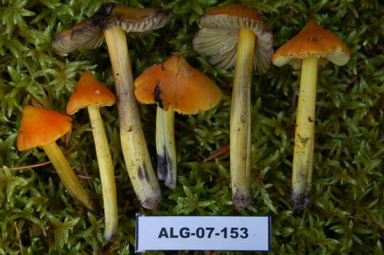 Image of Hygrocybe conica (Schaeff.) P. Kumm. 1871