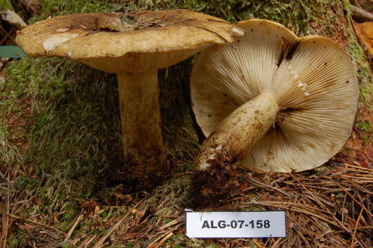 Image of <i>Lactarius sordidus</i>