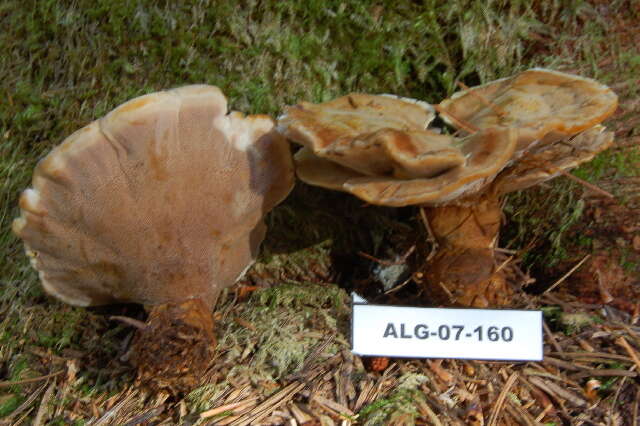 Image of Velvet rosette