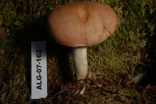 Calocybe carnea resmi