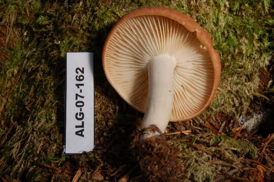 Calocybe carnea resmi