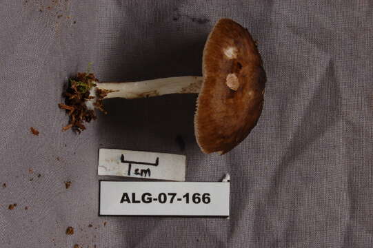 Pluteus cervinus (Schaeff.) P. Kumm. 1871 resmi