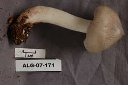 Imagem de Tricholoma virgatum (Fr.) P. Kumm. 1871