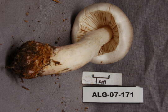 Imagem de Tricholoma virgatum (Fr.) P. Kumm. 1871