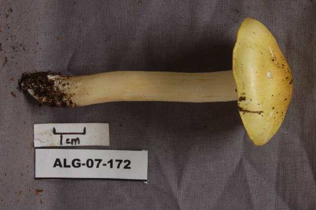 Image of Tricholoma flavovirens