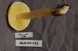 Image of Tricholoma flavovirens