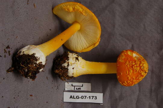 Image of Amanita flavoconia G. F. Atk. 1902