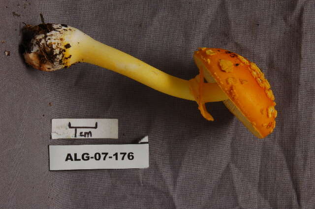 Image of Amanita flavoconia G. F. Atk. 1902