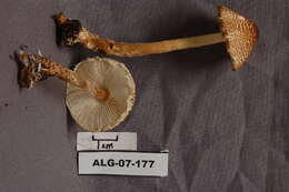 Image of Lepiota cortinarius J. E. Lange 1915