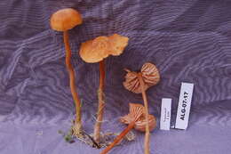 Image of Laccaria laccata