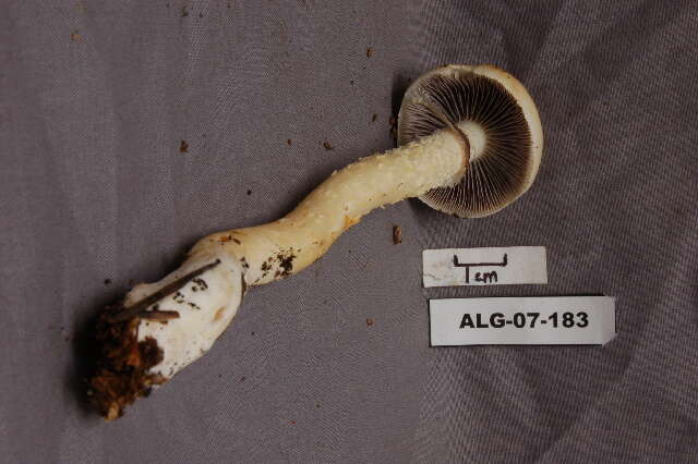 Image of lacerated stropharia