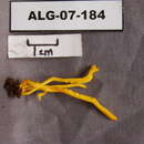 Image of <i>Clavulinopsis helveola</i>