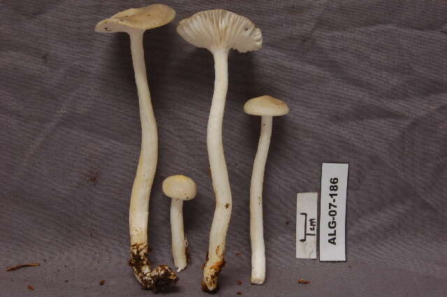 Image of Hygrophorus agathosomus