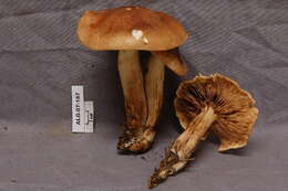 Imagem de Tricholoma pessundatum (Fr.) Quél. 1872