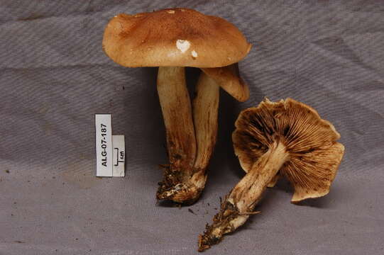 Imagem de Tricholoma pessundatum (Fr.) Quél. 1872