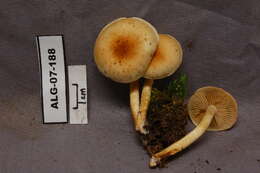 Image of Hypholoma