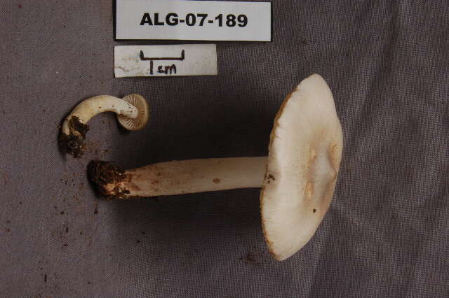 Image of Tricholoma