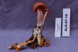 Image of Bonnet Mushroom