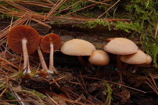 Image of Tubaria confragosa (Fr.) Harmaja 1978