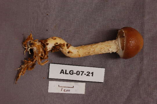 Imagem de Stropharia hornemannii (Fr.) S. Lundell & Nannf. 1934