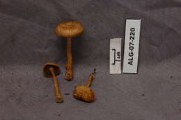 Imagem de Inocybe calamistrata (Fr.) Gillet 1876