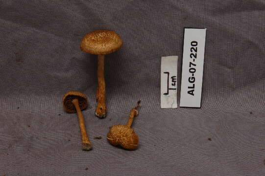 Image of Inocybe calamistrata (Fr.) Gillet 1876