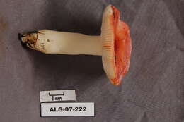 Image of Russula emetica