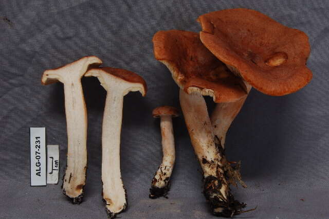 Image of Lactarius rufus