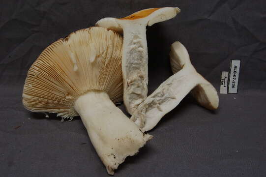 Image of Russula decolorans