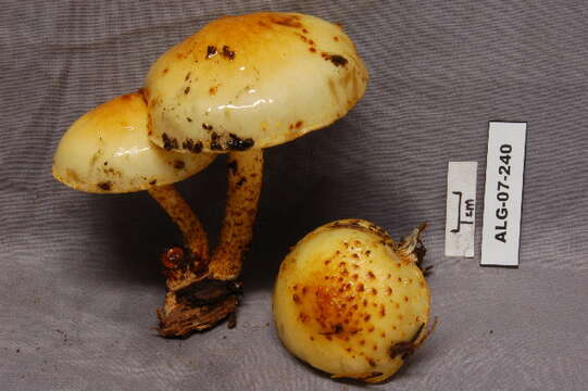 Pholiota adiposa (Batsch) P. Kumm. 1871 resmi